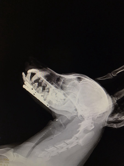 犬下頜骨骨折